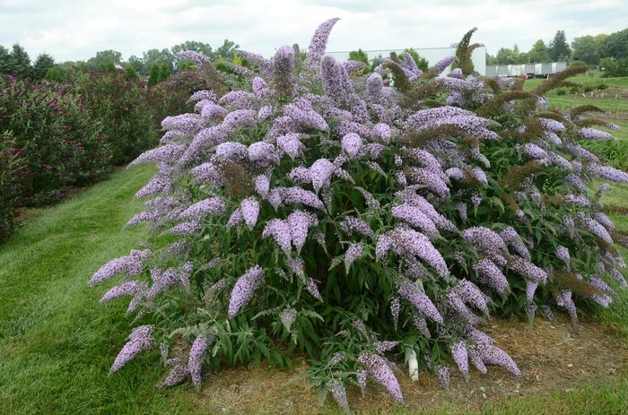 Buddleia Grand Cascade