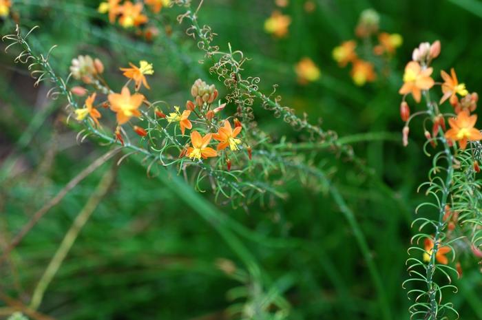 Bulbine frutescens Hallmark