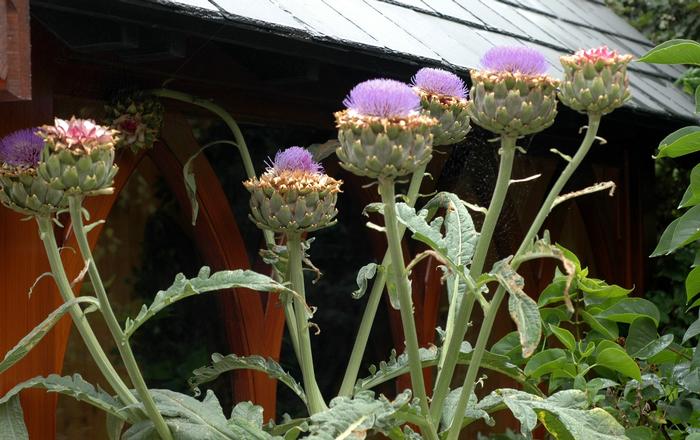 Artichoke Improved Green Globe