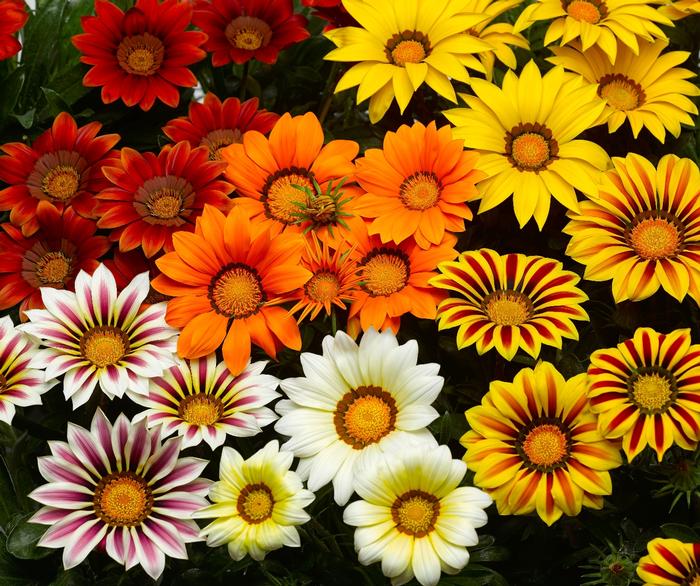Gazania rigens Big Kiss™ Mix
