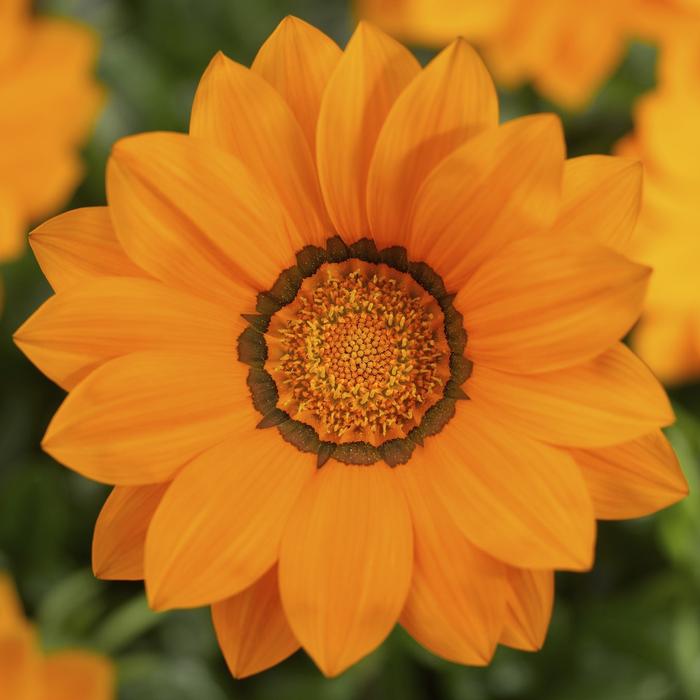 Gazania rigens Big Kiss™ Orange