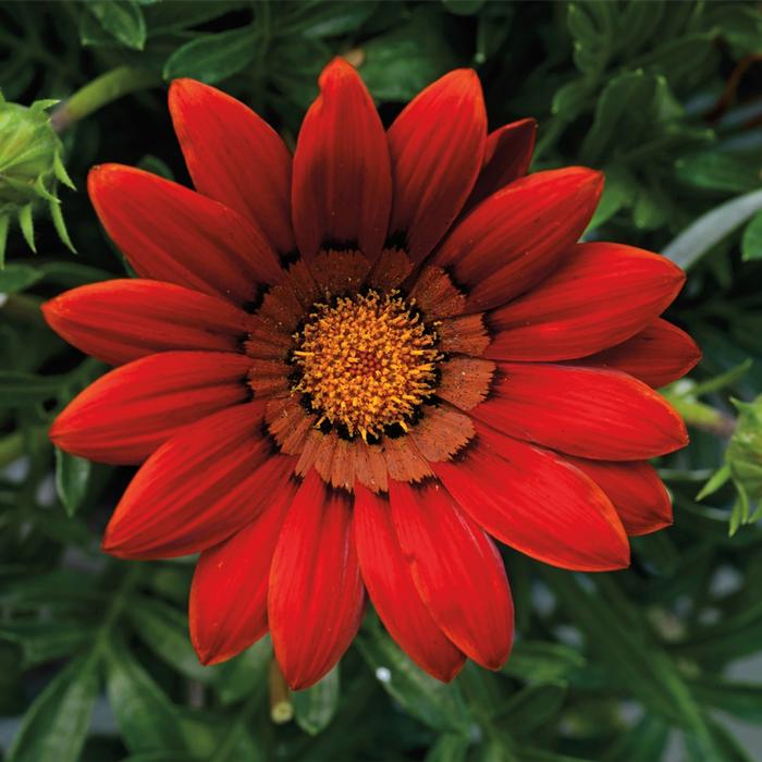 Gazania rigens Big Kiss™ Red