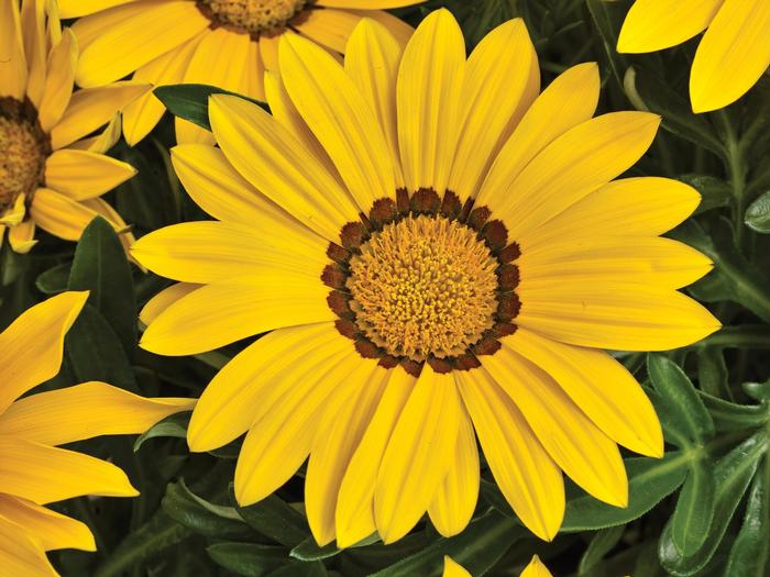 Gazania rigens Big Kiss™ Yellow