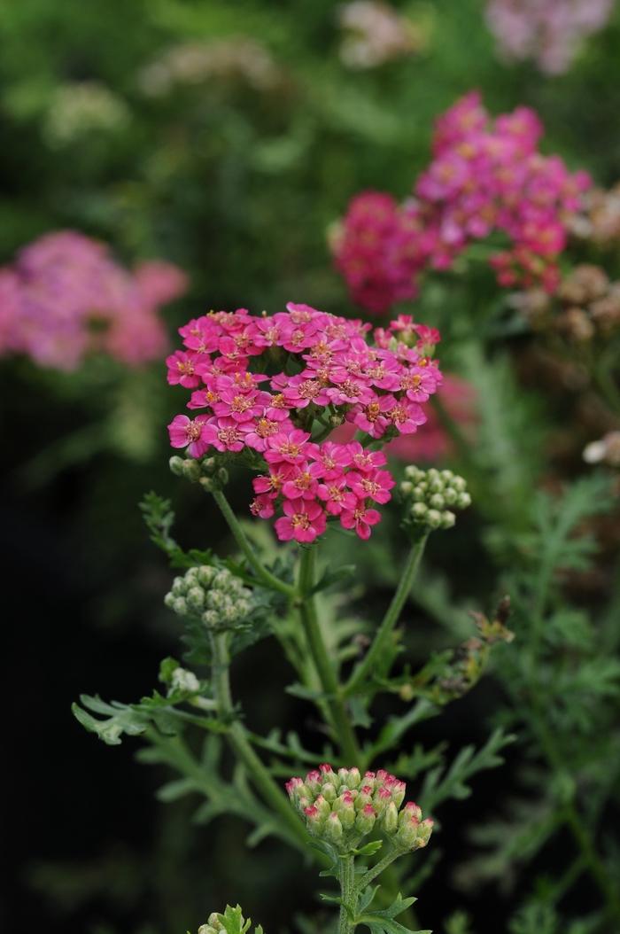 Achillea millefolium New Vintage™ Rose
