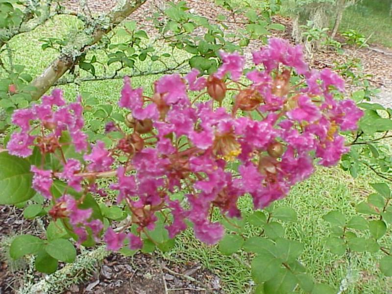 Lagerstroemia indica Twilight