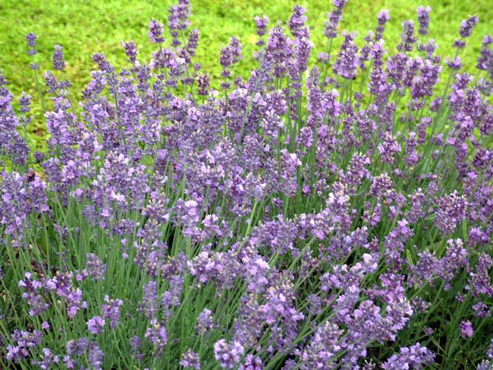 Lavandula angustifolia Munstead