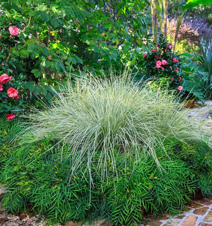 Lomandra longifolia Platinum Beauty™