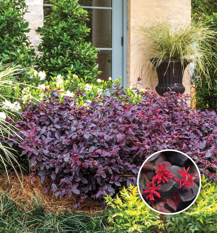 Loropetalum chinense Red Diamond™