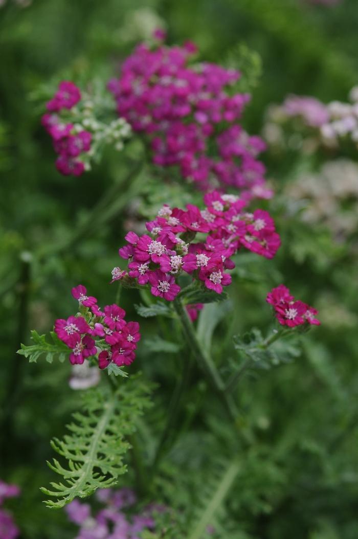 Achillea millefolium New Vintage™ Violet