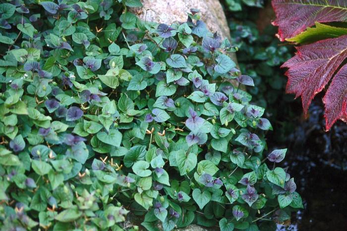 Viola labradorica 