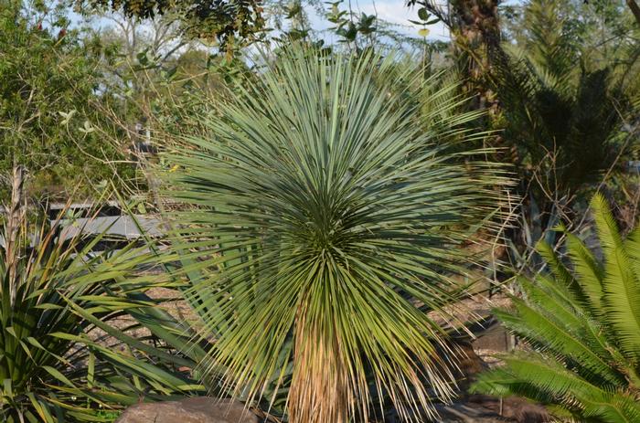 Yucca rostrata 