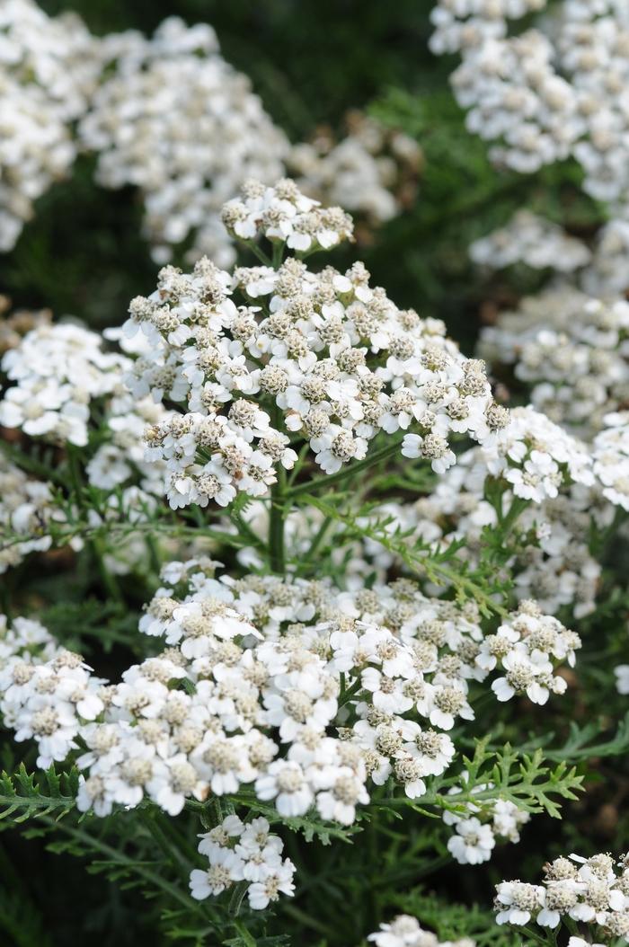 Achillea millefolium New Vintage™ White