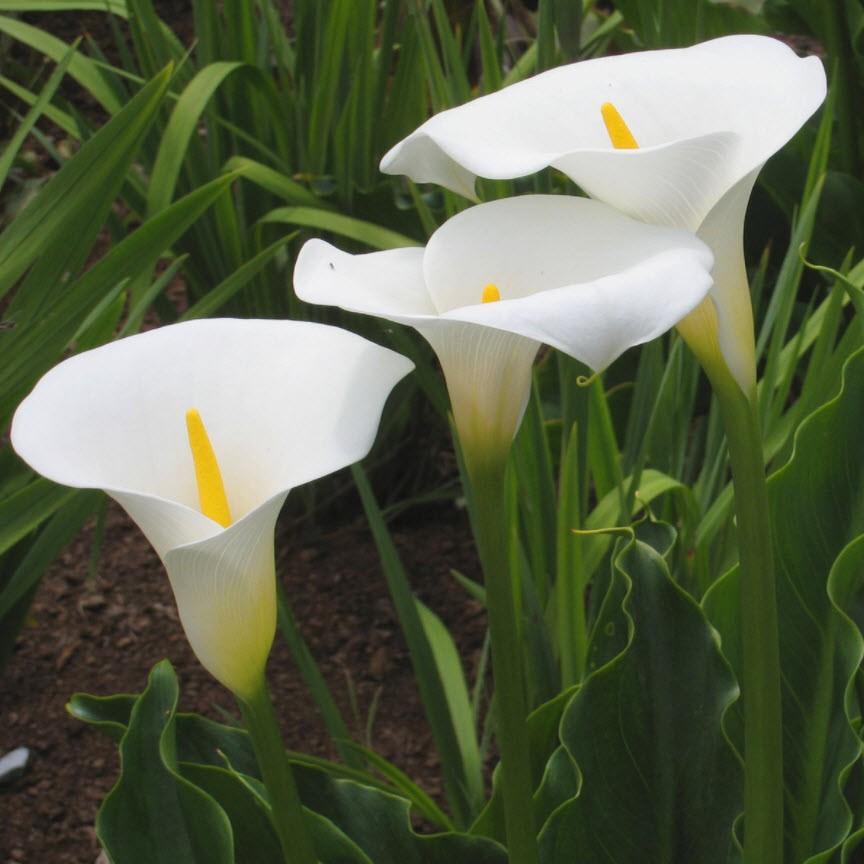 Zantedeschia aethiopica 