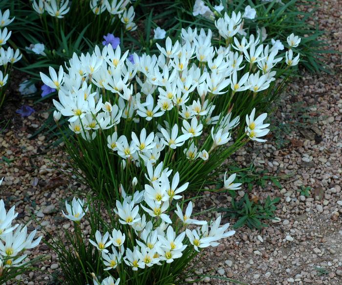 Zephyranthes candida 