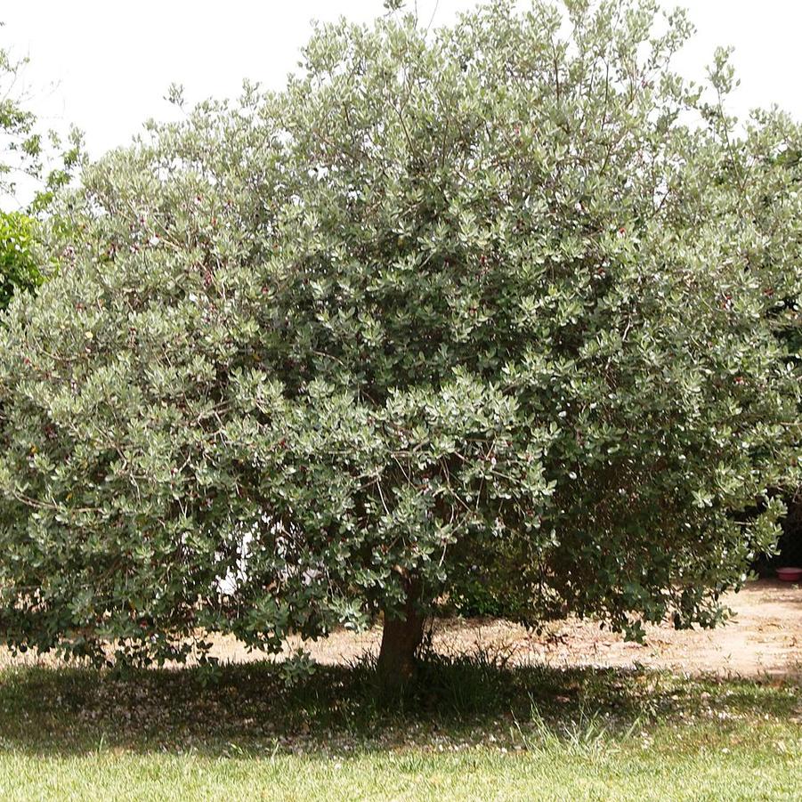 Feijoa sellowiana 