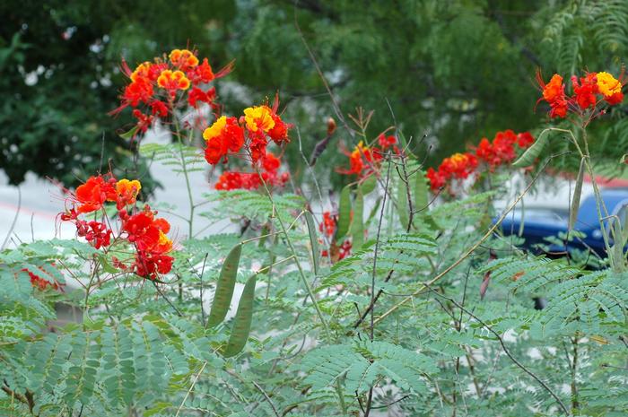 Caesalpinia pulcherrima 