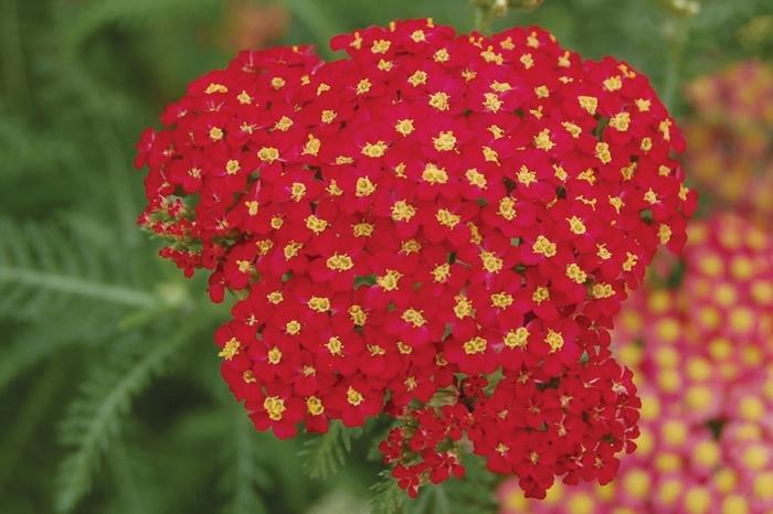 Achillea millefolium Paprika