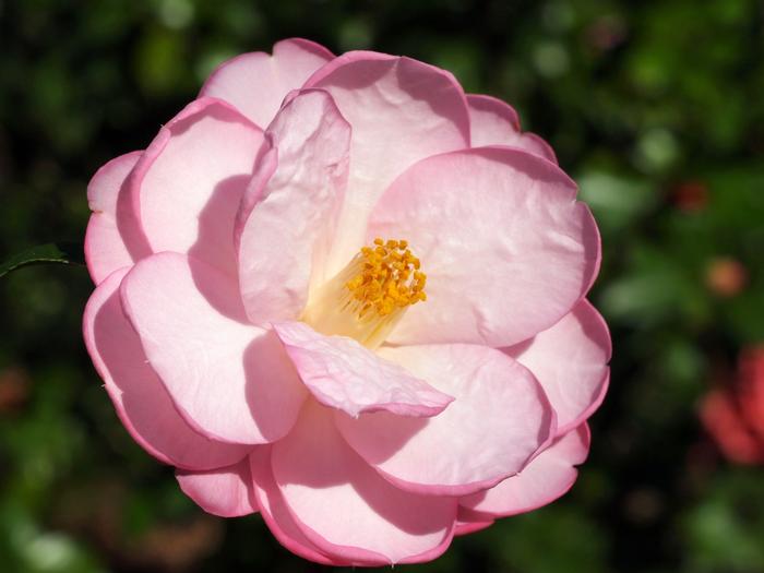 Camellia Taylor's Perfection