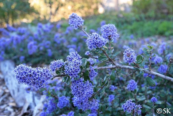 Ceanothus maritimus Valley Violet