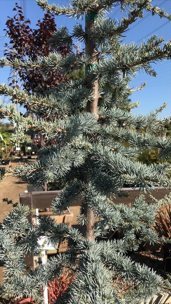 Cedrus atlantica Glauca