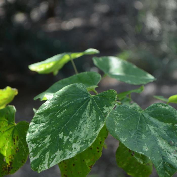 Cercis canadensis Alley Cat