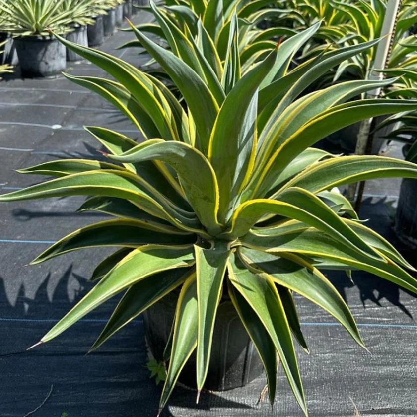Agave desmettiana Variegata