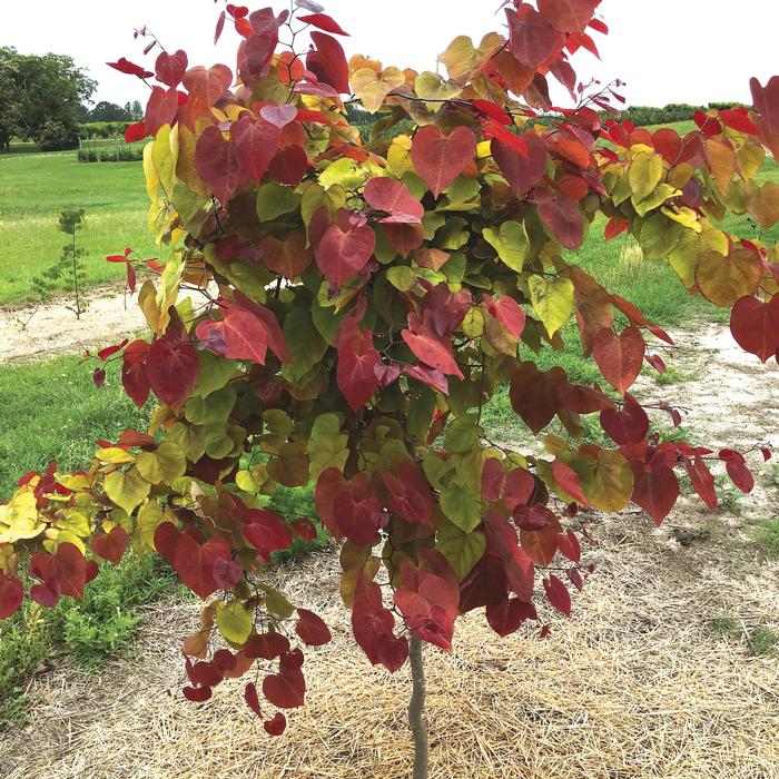 Cercis canadensis Flame Thrower®