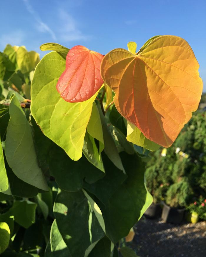 Cercis canadensis The Rising Sun™
