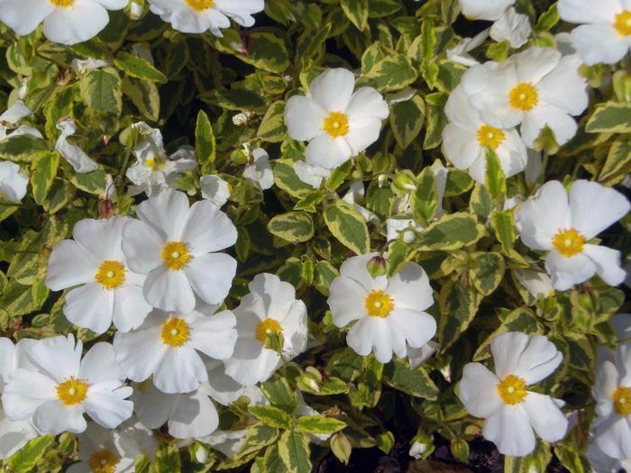 Cistus corbariensis Little Miss Sunshine