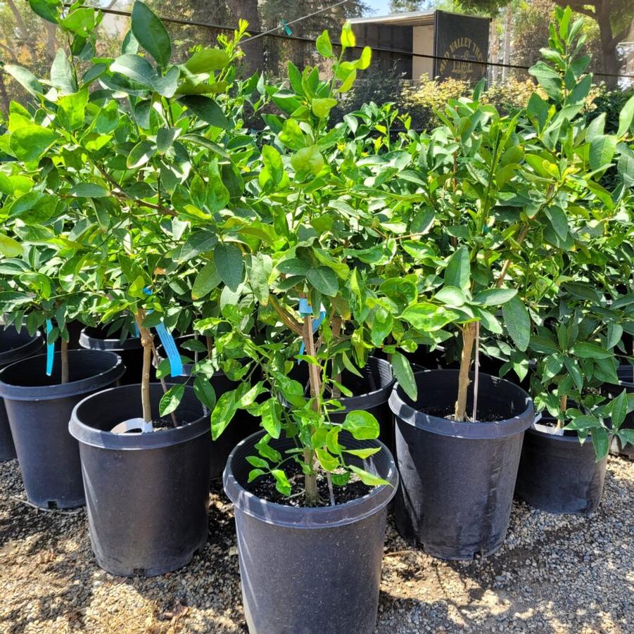 Lime Bearss Seedless