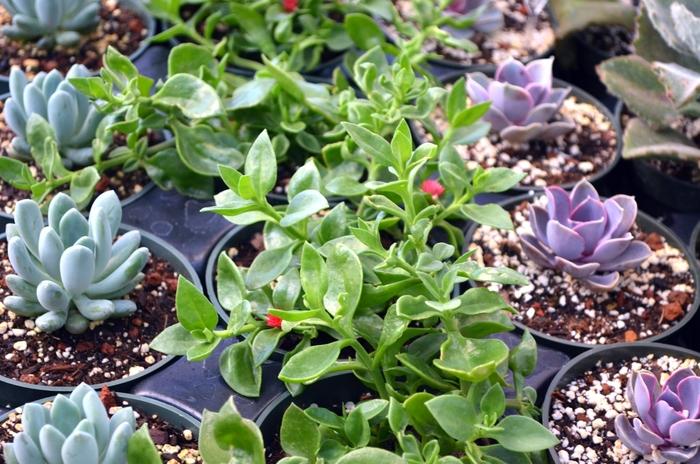 Aptenia cordifolia Red Apple