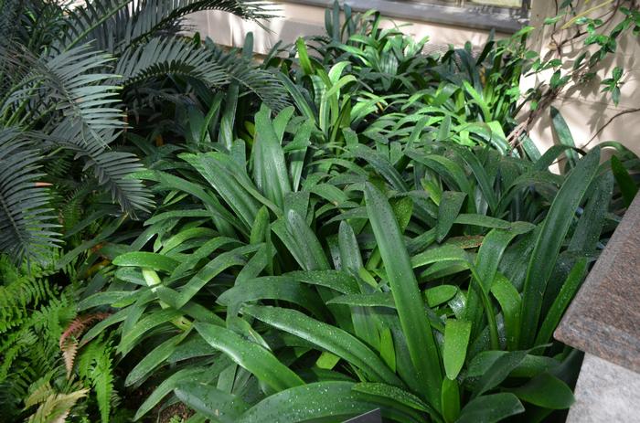 Clivia miniata 