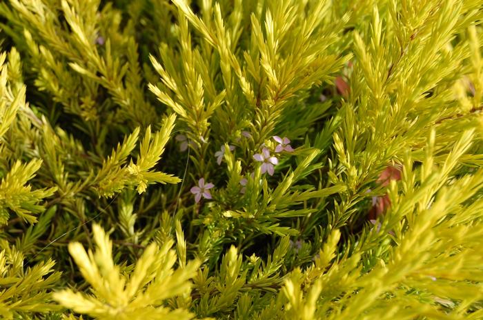 Coleonema pulchellum Sunset Gold