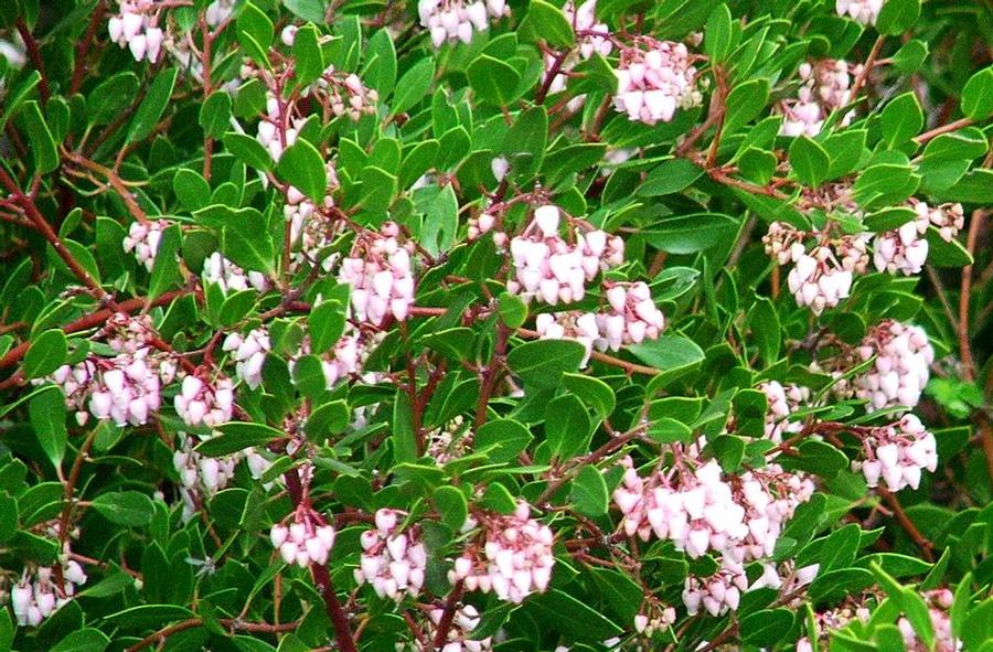 Arctostaphylos densiflora Howard McMinn