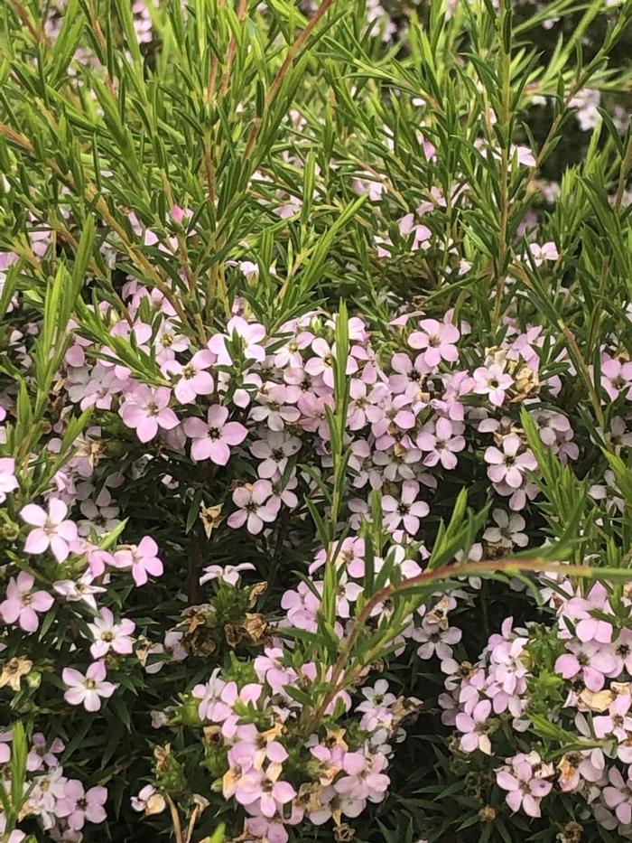 Coleonema pulchrum Compacta
