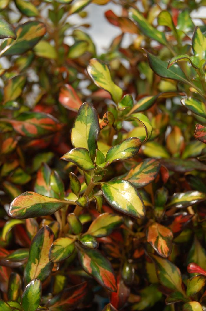 Coprosma Evening Glow