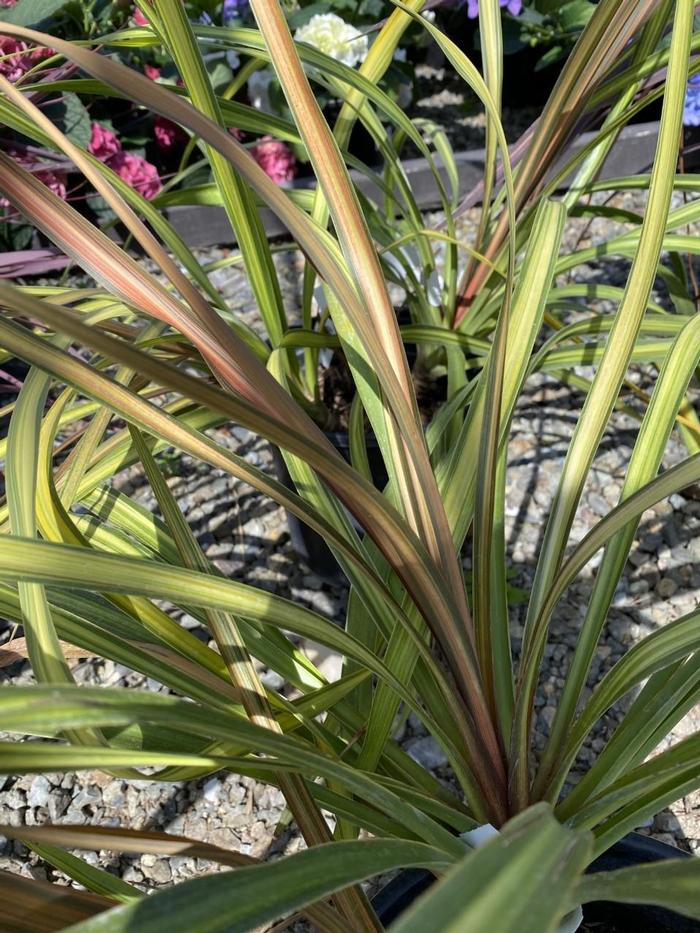 Cordyline Dance™ Cha Cha