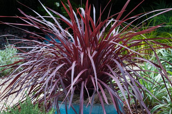 Cordyline Design-A-Line™