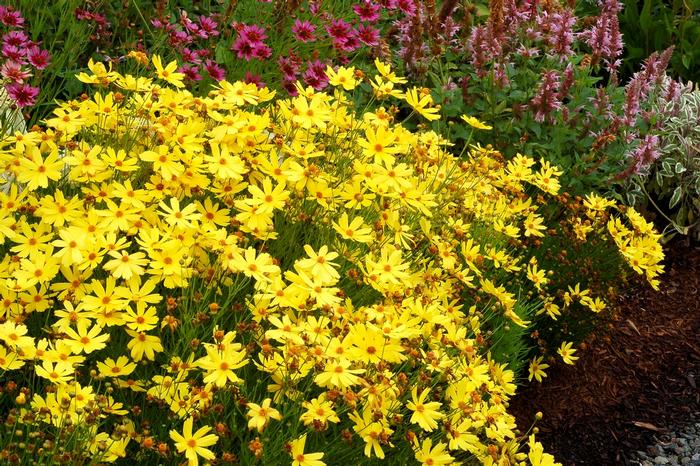 Coreopsis Jewel™ Citrine