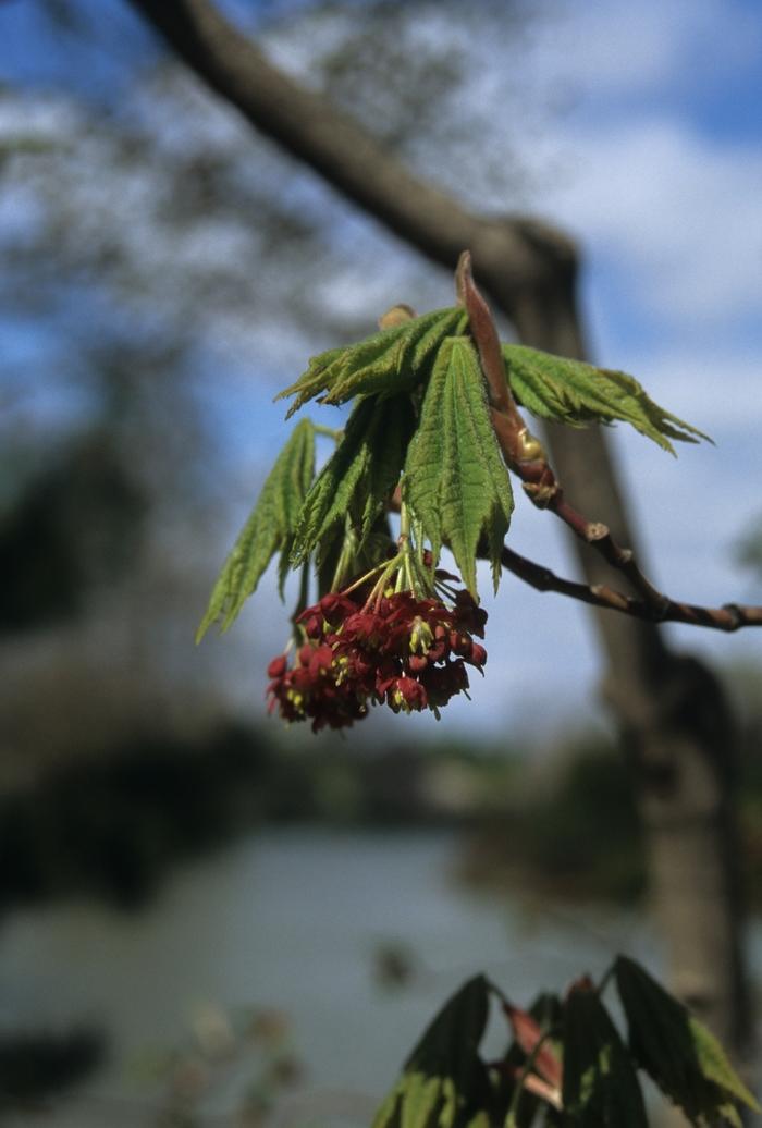 Acer japonicum Vitifolium
