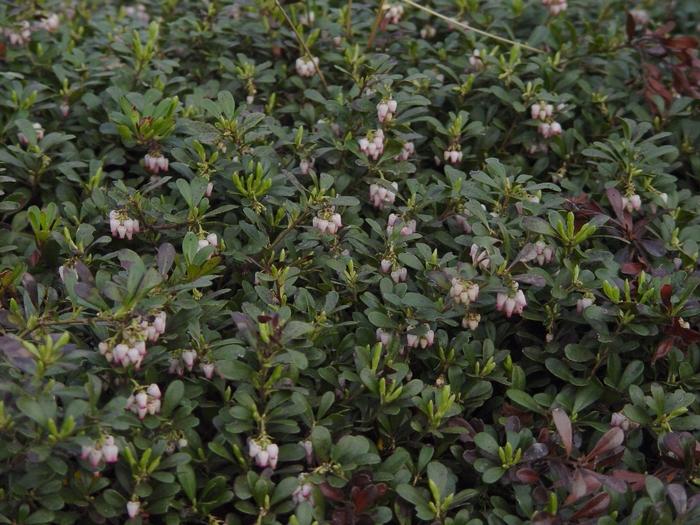 Arctostaphylos uva-ursi Massachusetts