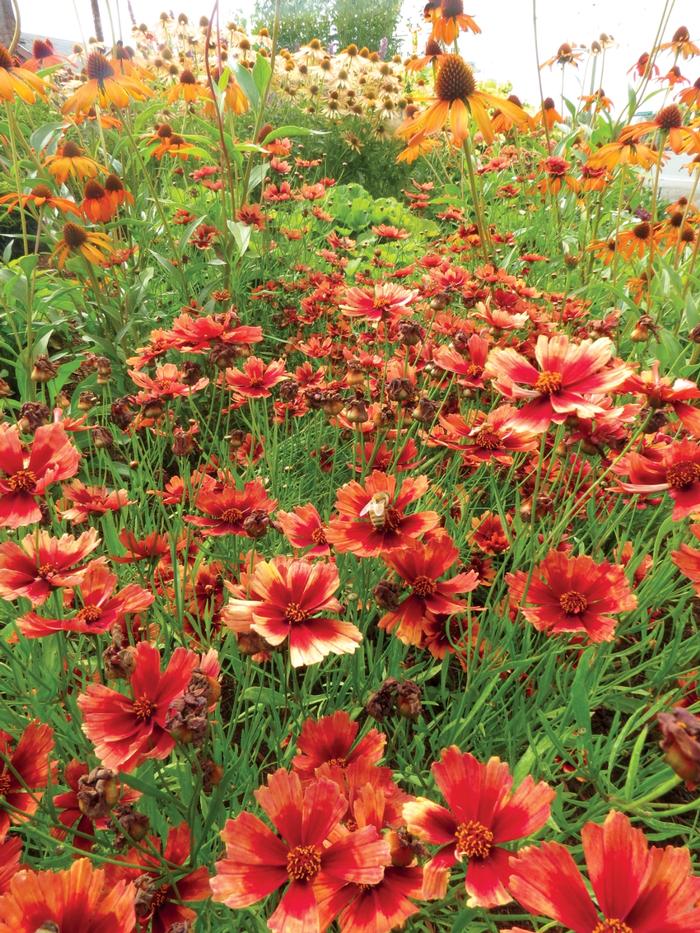 Coreopsis Jewel™ Desert Coral
