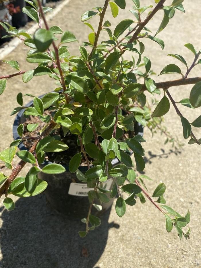 Cotoneaster dammeri Lowfast