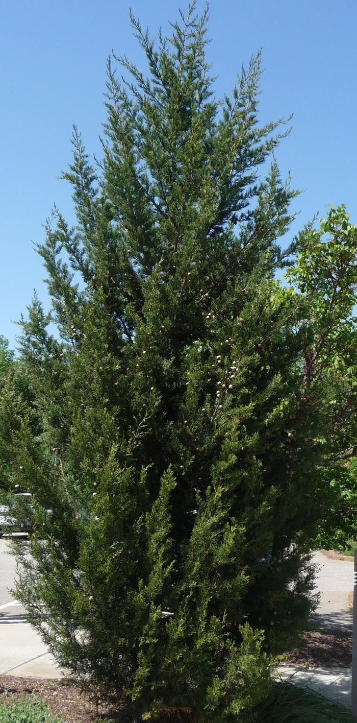 Cupressus sempervirens 