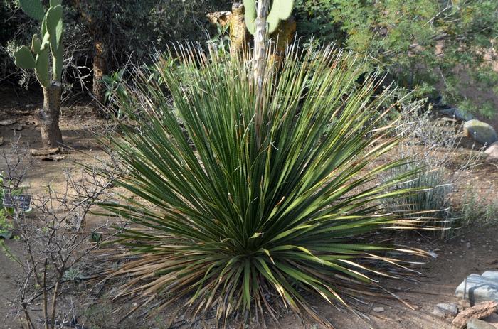 Dasylirion texanum 