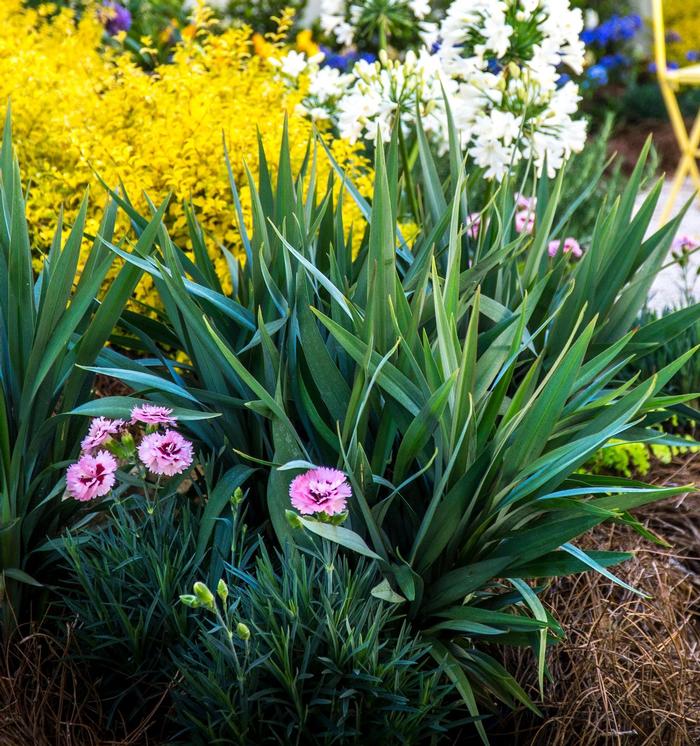 Dianella Clarity Blue™
