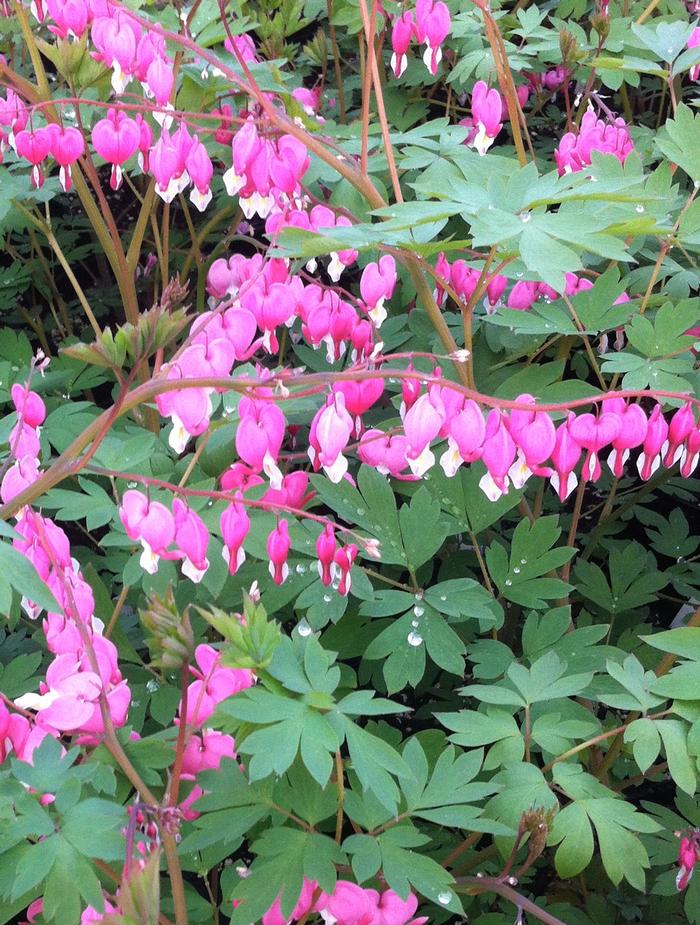 Dicentra spectabilis 