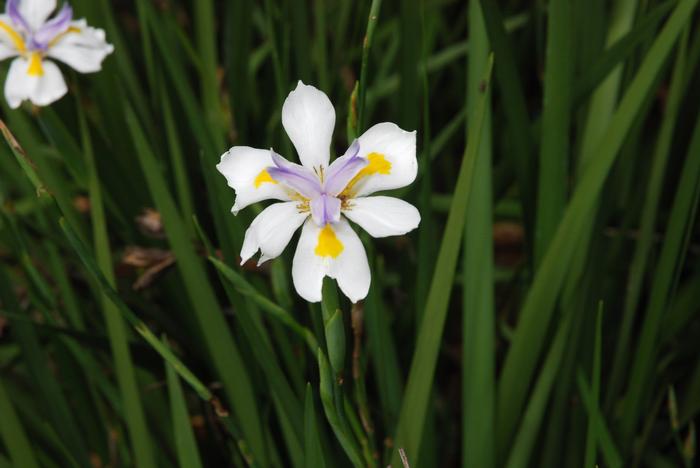 Dietes bicolor 