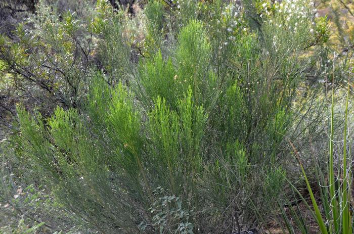 Dodonaea viscosa 