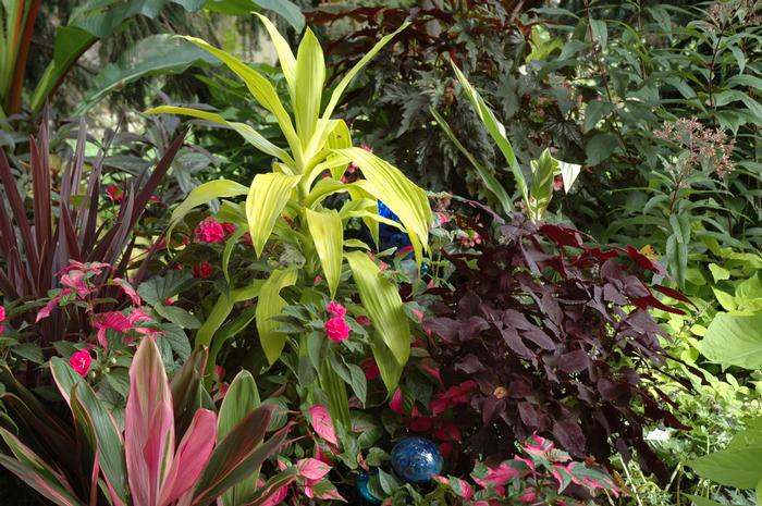 Dracaena fragrans Limelight